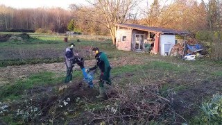 Brombeeren schneiden und häckseln [upl. by Parsifal]