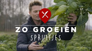 Hoe groeien spruitjes [upl. by Holli]