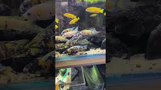 My New Peacock amp Hap Malawi Cichlids Malawi Cichlids [upl. by Aierbma]