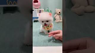 dog samoyedpuppy pets husky cute siberianhusky shorts shortsviral youtubeshorts trending [upl. by Blackwell]