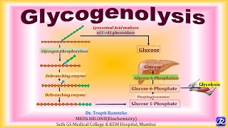 13 Glycogenolysis  Carbohydrate Metabolism  Biochemistry NJOY Biochemistry [upl. by Akkinahs]