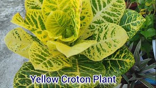 Yellow Croton Plant Care [upl. by Oiram]