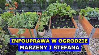 infouprawa W OGRODZIE Marzeny i Stefana Początkujący Ogrodnicy i Uprawa Pomidorów Arbuza Cukinii [upl. by Nirda604]