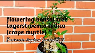 flowering bonsai tree lagerstroemia indica crape myrtle 6 Javanesetropicalbonsai [upl. by Ris]