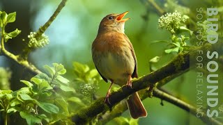 Birds Sounds  24 Hours of Beautiful Birds No Music Relaxing Nature Sounds Chirping Birds [upl. by Rehpetsirhc922]