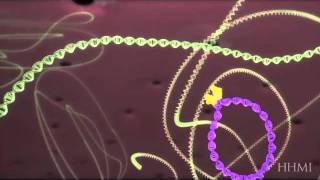 HIV life cycle How HIV infects a cell and replicates itself using reverse transcriptase [upl. by Auhsaj]