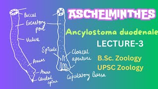 Ancylostoma duodenale  Parasitic Nematodes  Zoology  Notes in description [upl. by Arlen]