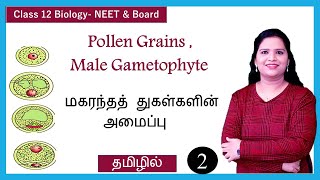 Structure of Pollen Grains and Microgametogenesis NCERT Class 12 Biology [upl. by Cherida]