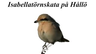 Rare Isabelline Shrike Spotted in Bohuslän Wildlife Filmmaking Nature [upl. by Jocelyne]