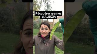 Comment récupérer des graines d’Albizia et multiplier facilement  jardin graines seeds albizia [upl. by Carmel]