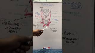 Thyroid gland anatomy EndocrinologyDr Ahsan [upl. by Rozek877]