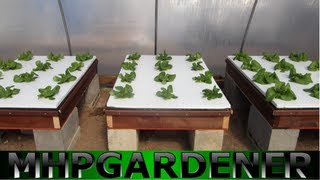 Hydroponic Lettuce Experiment  Comparing Water Soluble Fertilizers [upl. by Latricia923]