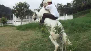 Cavalo Andaluz de nome Olivos adestrado para show horse [upl. by Velick650]