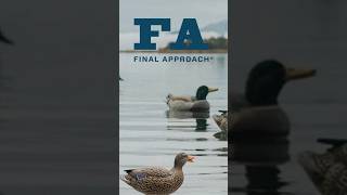 Final Approach Wildfowling Decoys [upl. by Jody]