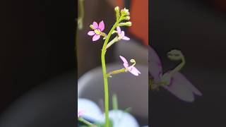 스틸리디움데빌레 Stylidium debile feat 식충식물 Insecteating plant garden flowers beautiful cute 꽃 [upl. by Moazami]