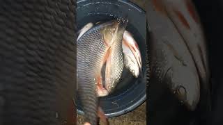 Isda Suba shortsfeed reels youtubeshorts viralshort viralvideo fishing animals youtube [upl. by Oileve]