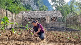 How to build farm  Make a bamboo fence  Ep81  Lý Thị Ca [upl. by Eey]