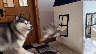 Savage Cat Bullies Giant Husky From His Toy House He Beats Him Up [upl. by Nylarac702]