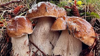 Porcini spettacolari d’ inizio autunno 🍂L’ultima spinta dell’ Edulis in quota 🦅 [upl. by Virnelli]