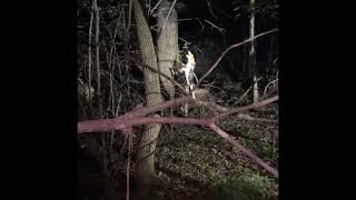 Coon Hunting with dogs 5 coons down [upl. by Keraj835]