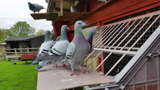 Racing Pigeons young birds trapping  please like [upl. by Cloe]