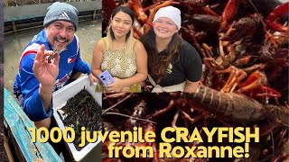 CRAYFISH FARMING WITH ROXANNE Pioneer in Crayfish breeding 15 million views [upl. by Reniar]