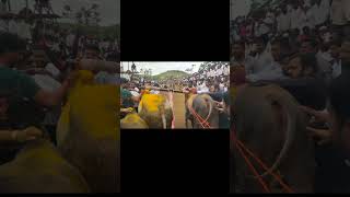 Bailgada Sharyatbailgadasharyatmaharashtrashortsfeedsharyatbailagadabailgadasharyatlive [upl. by Ielak]