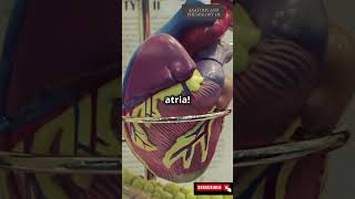 quotHow does your heart pump blood 3danimation ❤️ HumanAnatomy HeartHealth CirculatorySystemquot [upl. by Nessaj]