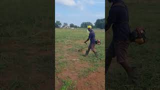 Honda GX35 brush cutter cleaning the grasslands in farm farming brushcutter [upl. by Eilak]