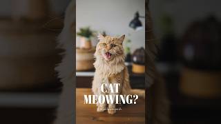 cat meowing  cat noises for cats cats cat kitten catmeowing20 [upl. by Amaty]