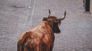 Toros tercera tarde Barrio Castellón  Toro de calle  Onda [upl. by O'Doneven148]