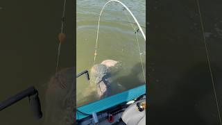 REKORDOWY SUM ZWYMIOTOWAŁ WIELKIEGO LESZCZA wędkarstwo fishing catfish fishingvideo [upl. by Lotty]