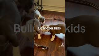 Bulldozer kids30rich americanbully bullybreed bullyworldwide dog puppy [upl. by Betthel658]