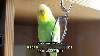 TEACH YOUR BIRD TO TALK  90 Minutes of NON STOP BUDGIE TALKING  PEDRO the Budgie Video 9 [upl. by Yssak]