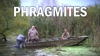 Invasive Species Phragmites amp Waterfowl Hunters [upl. by Fons699]