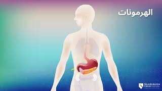 What is the Neuroendocrine System and how do Neuroendocrine Tumours develop Arabic Version [upl. by Eitirahc]