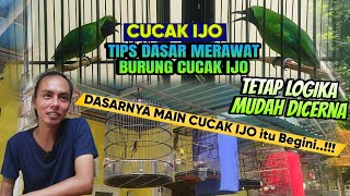 BEGINI CARA DASARKU MERAWAT CUCAK IJO JENIS APAPUN JADI CEPAT GACOR PAKAI CARA INI [upl. by Codie535]