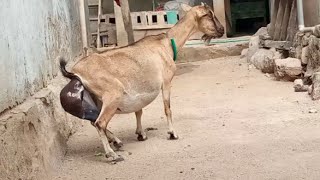 THE PROCESS OF THE GOAT GIVING BIRTH ON THE ISLAND OF KOMODO [upl. by Nnaylime]