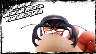 Unboxing GIANT Odontolabis femoralis  Odontolabis gazella [upl. by Notneiuq325]