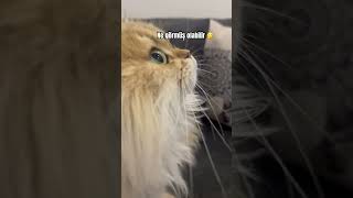 Tabi ki sinek😅 minik burnunu yediğim 🫠🫠 shortvideo shorts cat kedi komik [upl. by Flip]