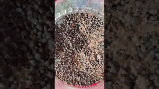 How to make grass set using seed in bowl and its growth we Ill see first day to Last day [upl. by Daron]