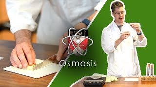 Osmosis  GCSE Science Required Practical [upl. by Farika]