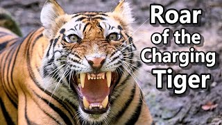 Tiger Roar See Tigers Insane Comeback 🐅 [upl. by Isaacson137]