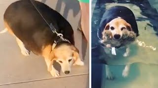 Watch This Overweight Beagles Fitness Journey [upl. by Llertnom874]