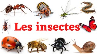 les insectes en français Apprendre facilement les noms des insectes [upl. by Rimma]