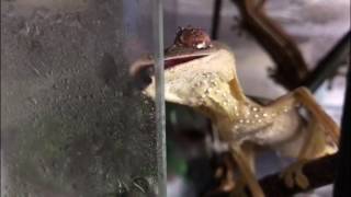 Uroplatus lineatus Lined leaftail gecko Drinking off glass [upl. by Eelana]