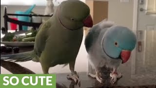 Parrot brothers adorably talk to each other [upl. by Jessika228]