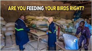 Common mistakes most POULTRY FARMERS make when mixing FEED 🤔 [upl. by Siriso]