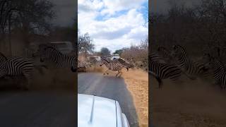 Zebra Crossing in Real Life latestkruger [upl. by Schear981]