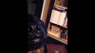 Rottweiler Growling and Showing Teeth [upl. by Emya]